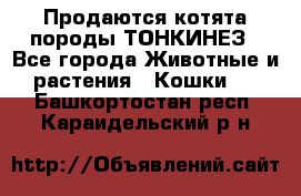 Продаются котята породы ТОНКИНЕЗ - Все города Животные и растения » Кошки   . Башкортостан респ.,Караидельский р-н